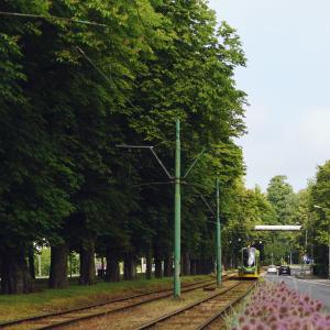 Aleje Wielkopolskie w pełnym rozkwicie |  Czerwiec 2024 