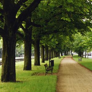 Aleje Wielkopolskie w pełnym rozkwicie |  Czerwiec 2024 