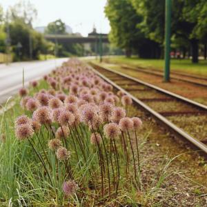 Aleje Wielkopolskie w pełnym rozkwicie |  Czerwiec 2024 